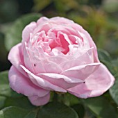 ROSA BARONESS ROTHSCHILD, HYBRID PERPETUAL