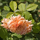 ROSA GRACE, ENGLISH ROSE