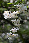 HALESIA CAROLINA FLOWERS, APRIL