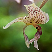 STANHOPEA OCCULATA, ORCHID