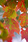 ACER RUBRUM SCHLESINGERI