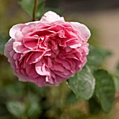 ROSA PRINCESS ALEXANDRA OF KENT