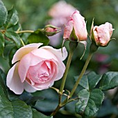 ROSA HERITAGE