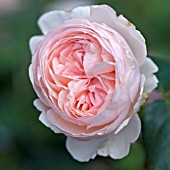 ROSA HERITAGE