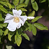 ROSA NYVELDTS WHITE, RUGOSA ROSE