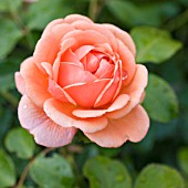 ROSA GENEROSA