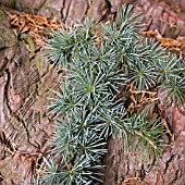 CEDRUS ATLANTICA, ATLAS CEDAR