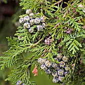 CHAMAECYPARIS LAWSONIANA, LAWSONS CYPRESS