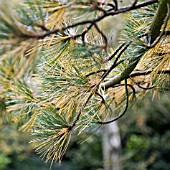 PINUS CEMBRA, AROLLA PINE