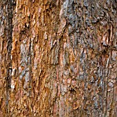 SEQUOIDENDRON GIGANTEUM, WELLINGTONIA, SIERRA REDWOOD