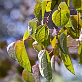 CERCIPHYLLUM JAPONICUM, KATSURA TREE