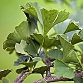 GINKGO BILOBA, MAIDENHAIR TREE,