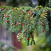 TAXUS BACCATA, COMMON YEW