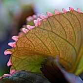 ACALYPHA WILKESIANA