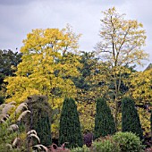 ROBINIA PSEUDOACACIA FRISIA