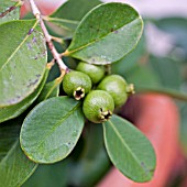 PSIDIUM (STRAWBERRY ILLEIANUM GUAVA)