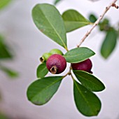 PSIDIUM (STRAWBERRY ILLEIANUM GUAVA)