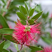 CALLISTEMON CITRINUS SPLENDENS, BOTTLEBRUSH PLANT