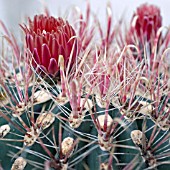 FEROCACTUS GRACILIS