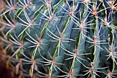 FEROCACTUS MACRODISCUS