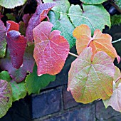 VITIS COIGNETIAE, GRAPE VINE