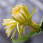 HYLOCEREUS UNDATUS, QUEEN OF THE NIGHT