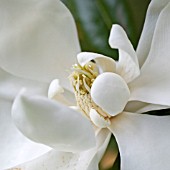 MAGNOLIA GRANDIFLORA