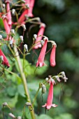 PHYGELIUS AFRICAN QUEEN