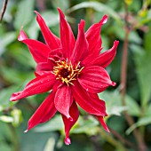 DAHLIA RAGGED ROBIN