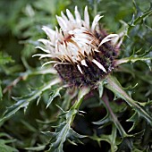 CARLINA SIMPLEX