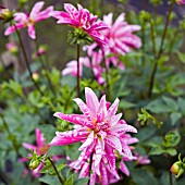 DAHLIA PINK GIRAFFE