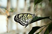 BLACK AND WHITE BUTTERFLY