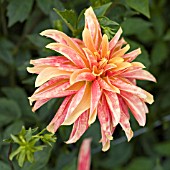 DAHLIA GIRAFFE