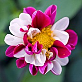 DAHLIA TWYNINGS SMARTIE