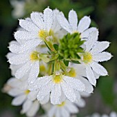 SCAEVOLA WHIRLWIND WHITE