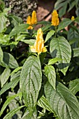 PACHYSTACHYS LUTEA