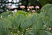 ALBIZIA JULIBRISSIN F. ROSEA