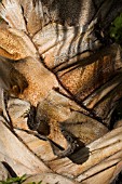 TEXTURED TRUNK OF PALM TREE