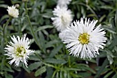 LEUCANTHEMUM X SUPERBUM AGLAIA