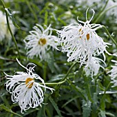 LEUCANTHEMUM X SUPERBUM OLD COURT VARIETY