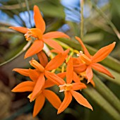 DENDROBIUM SOP. XANTNACNELIA. WEISEI