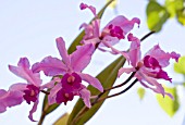 CATTLEYA