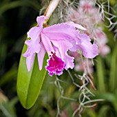 CATTLEYA LUEDD. MOSSIAE X CATTLEYA LUEDD DUNKLE LIPPE