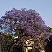 JACARANDA MIMOSIFOLIA, BRAZILIAN ROSEWOOD