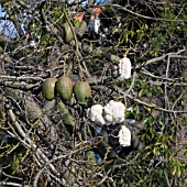 CEIBA SPECIOSA, BRAZILIAN KAPOK TREE, PINK FLOSS SILK TREE,