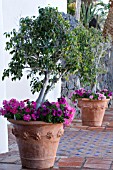 FICUS BENJAMINA IN TERRACOTTA CONTAINER