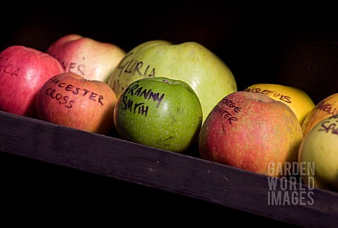 APPLES_WITH_THEIR_NAMES_WRITTEN_ON_IN_PEN