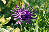 OSTEOSPERMUM WHIRLIGIG