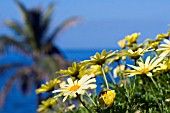 OSTEOSPERMUM ON ROCK IN TENERIFE