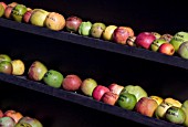 APPLES WITH THEIR NAMES WRITTEN ON IN PEN, FOR IDENTIFICATION